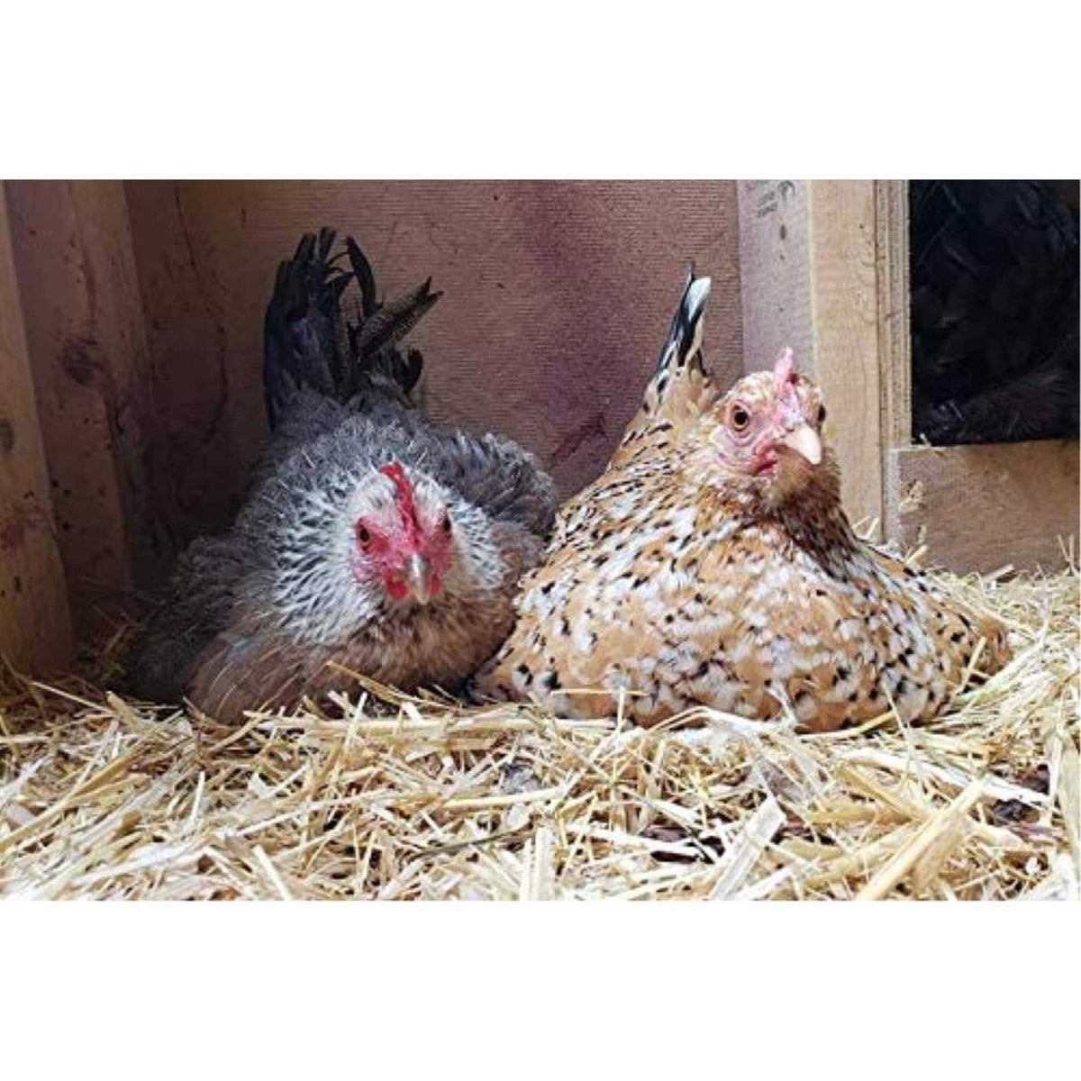 Chicken Bedding U106794