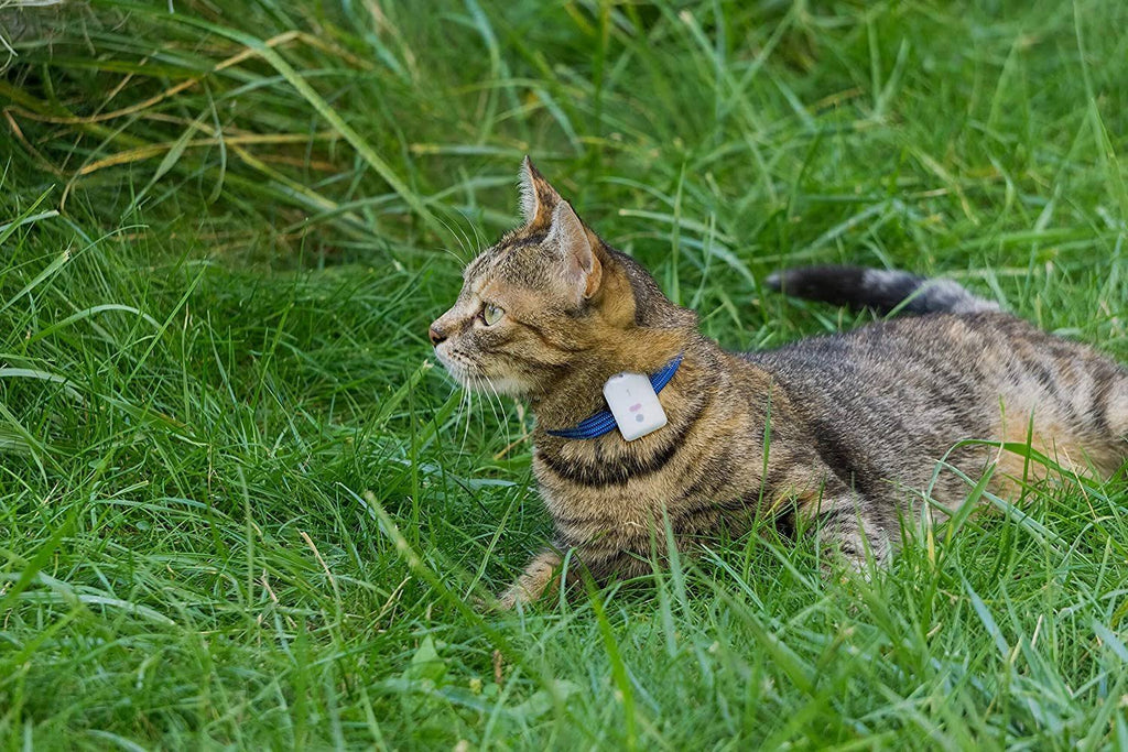 Pet Safety Tracker RF Technology Dog and Cat S247853