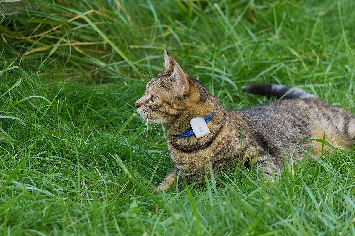 Pet Safety Tracker RF Technology Dog and Cat S247853