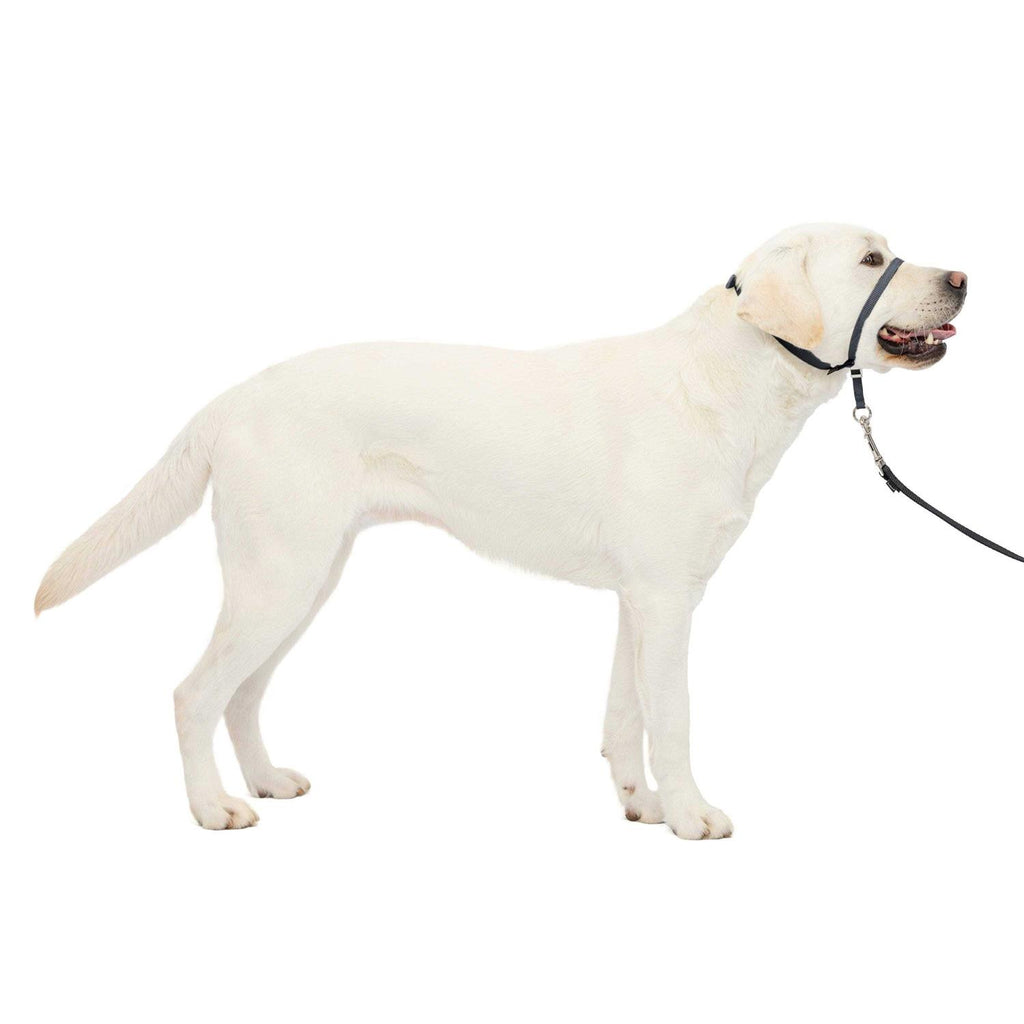 Headcollar A8086