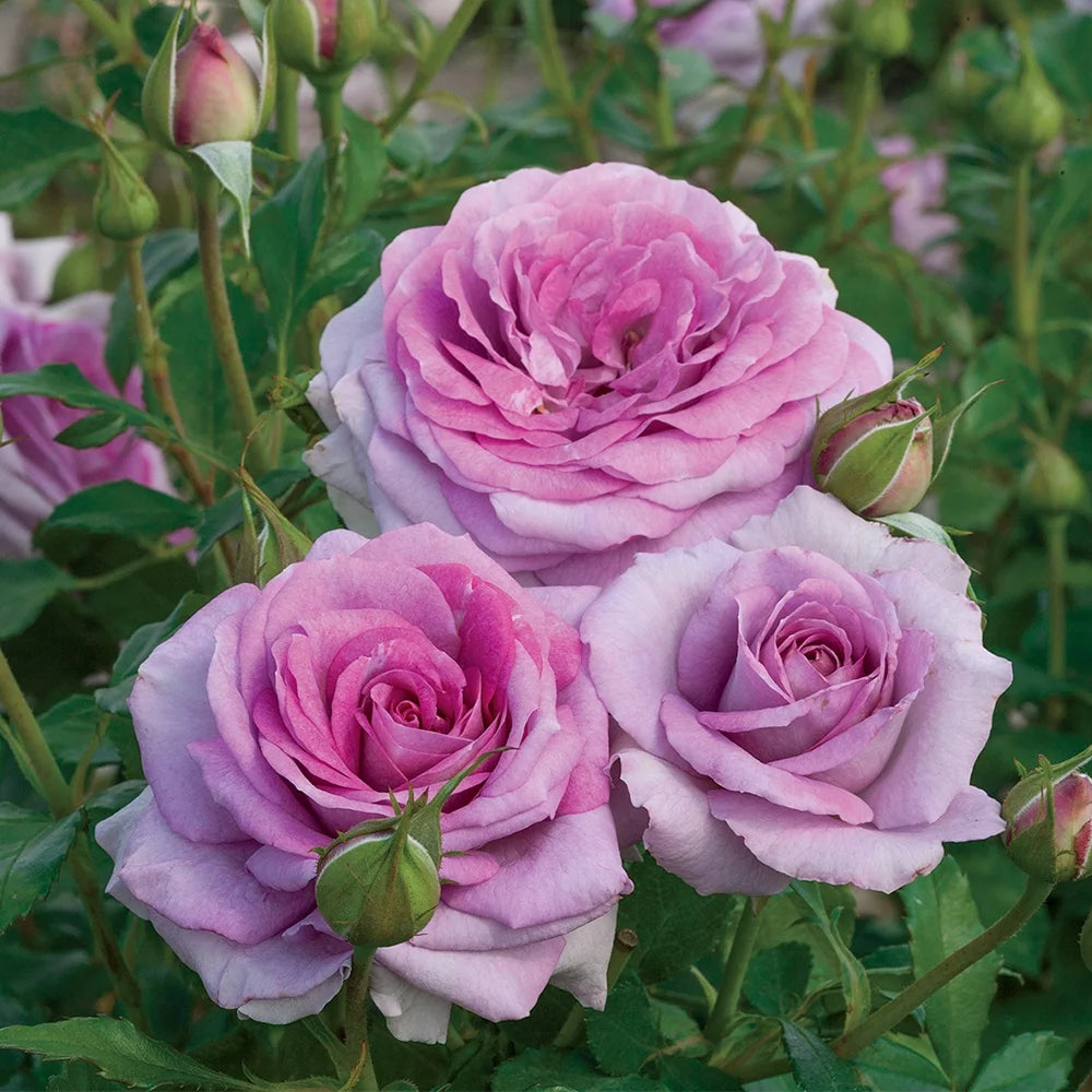 Live Floribunda Rose Bush C747