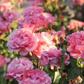 Pink Hybrid Tea Rose Plant Z566