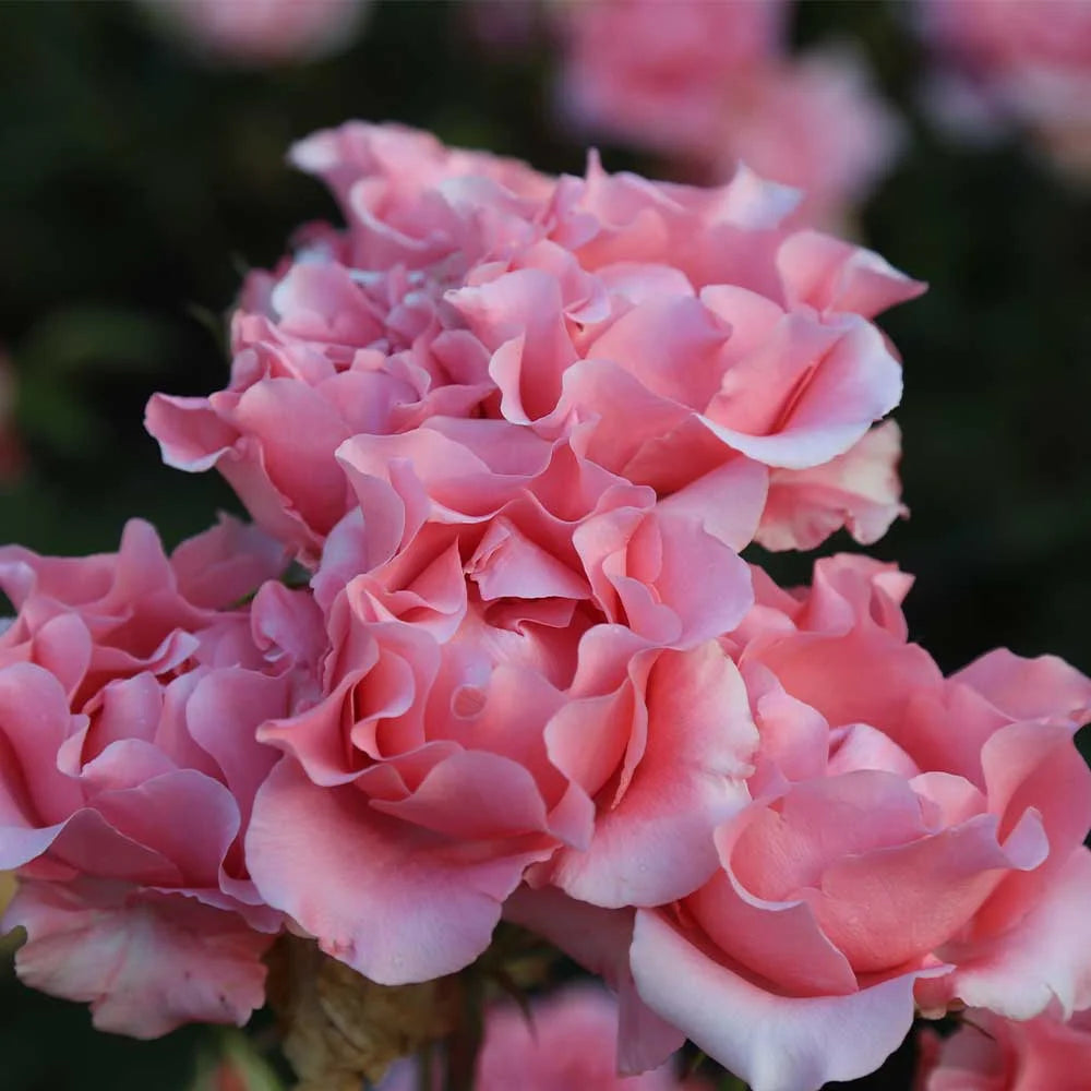 Pink Hybrid Tea Rose Plant Z566