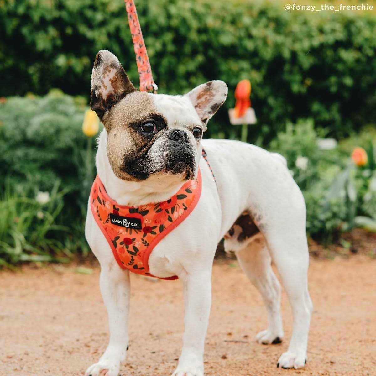 Leash C15556
