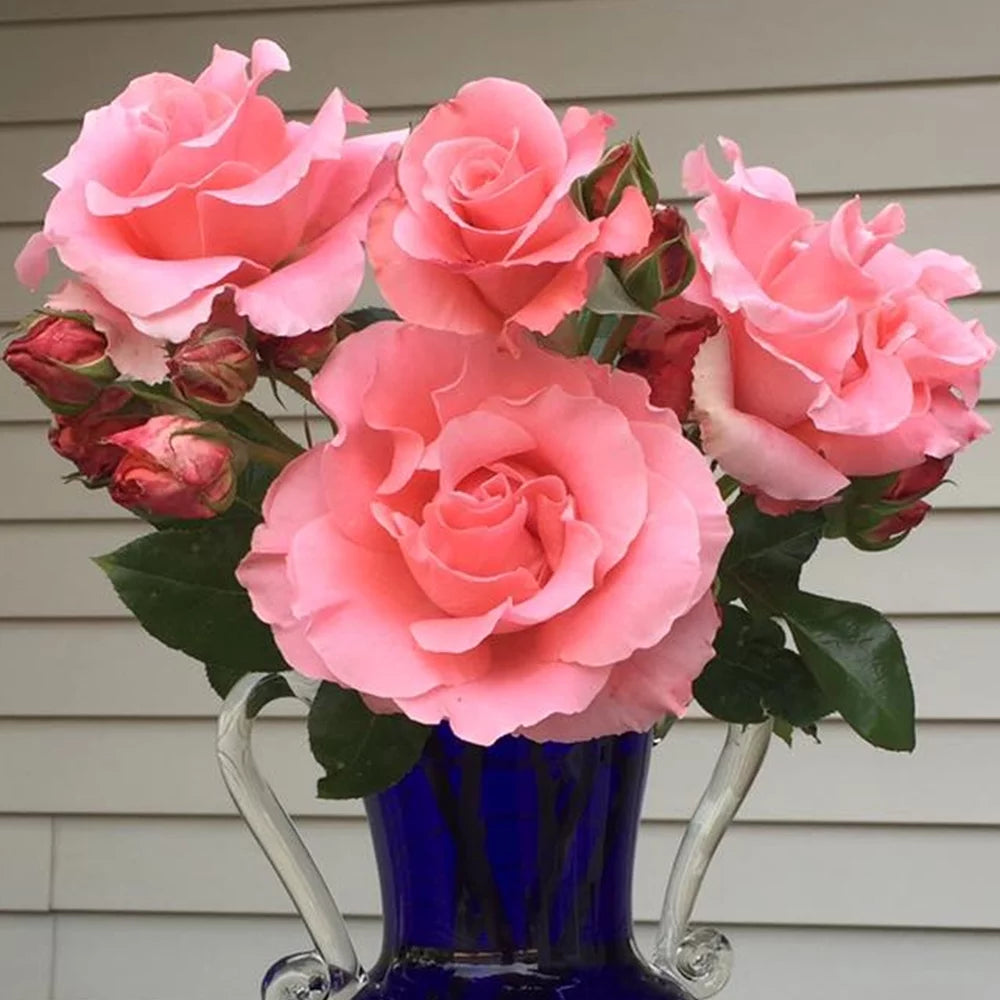 Pink Hybrid Tea Rose Plant Z566