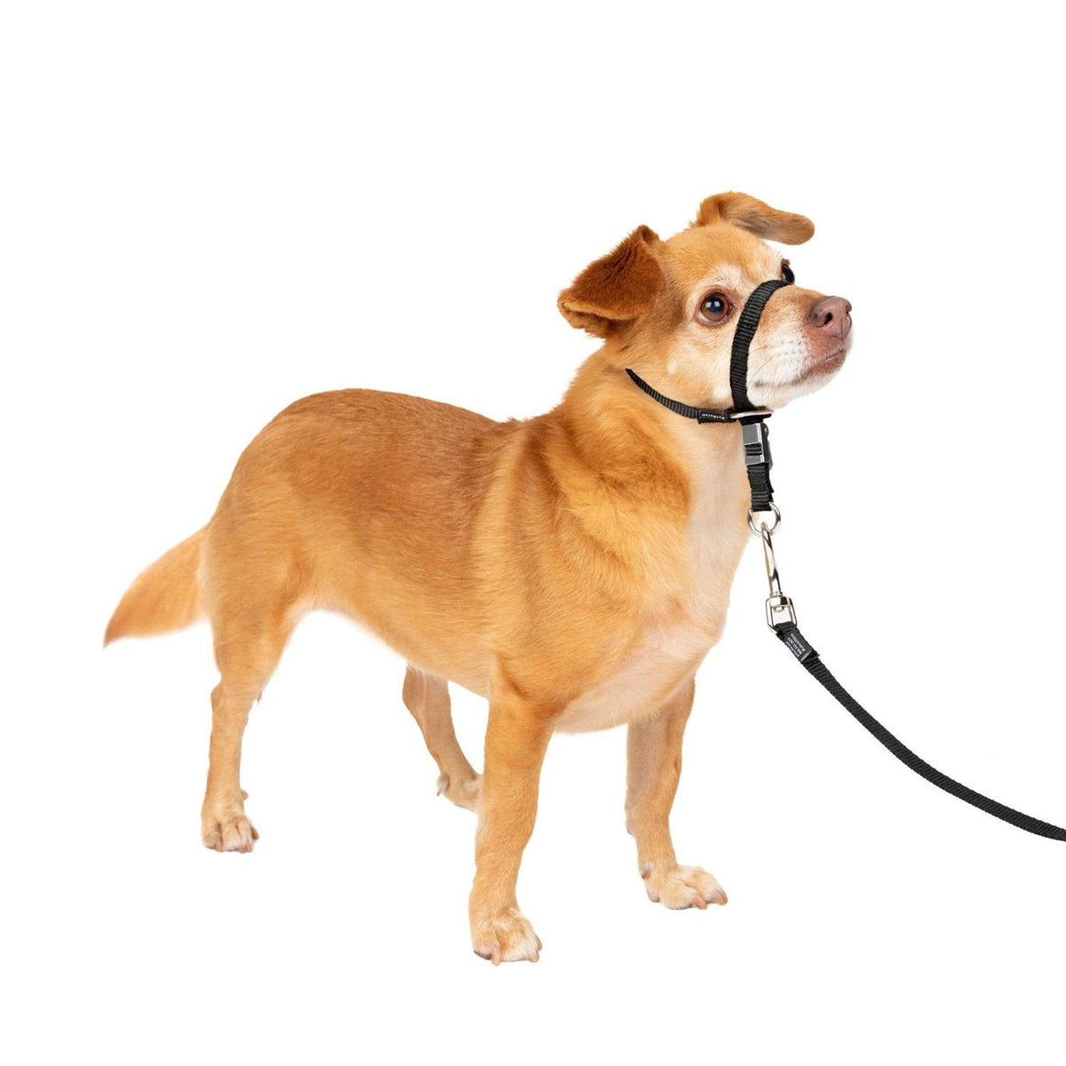 Headcollar A8086