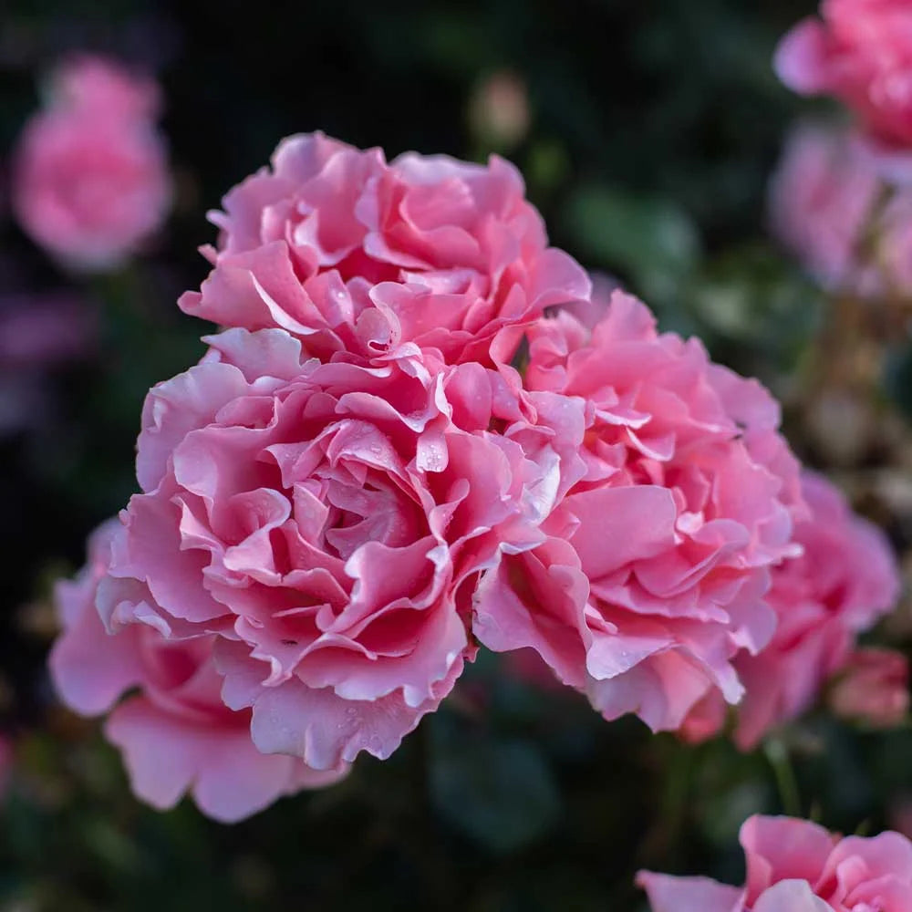 Pink Hybrid Tea Rose Plant Z566