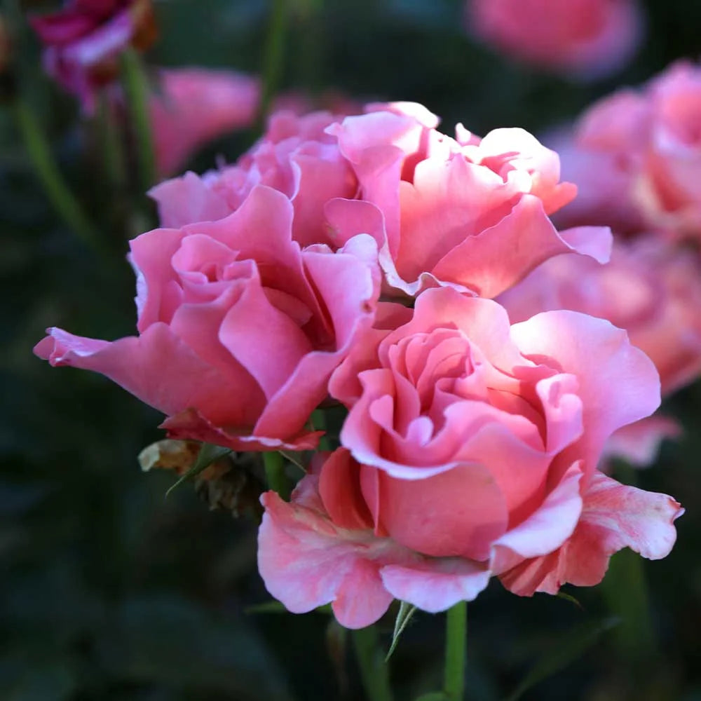 Pink Hybrid Tea Rose Plant Z566