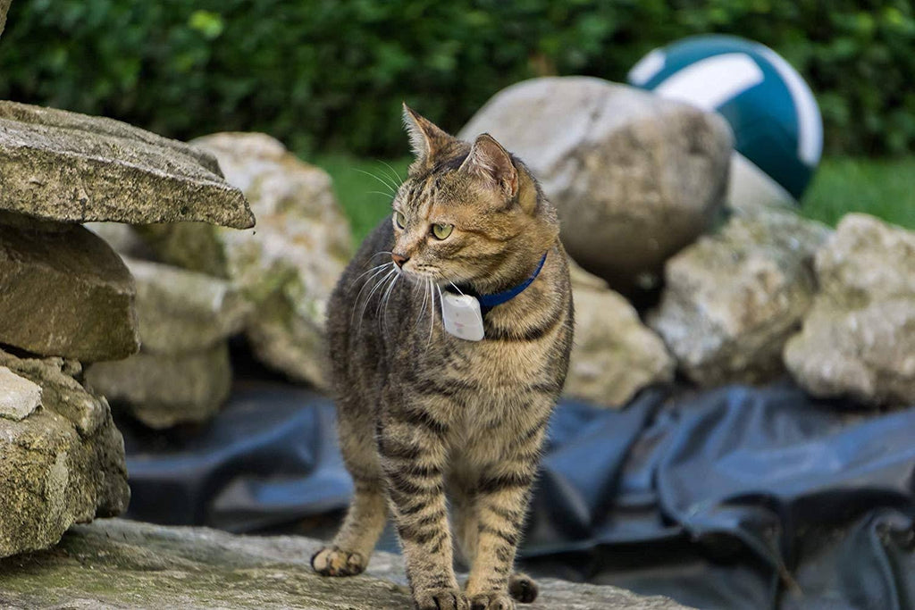 Pet Safety Tracker RF Technology Dog and Cat S247853