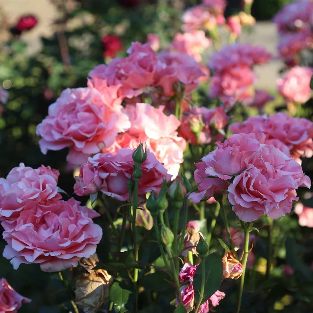 Pink Hybrid Tea Rose Plant Z566