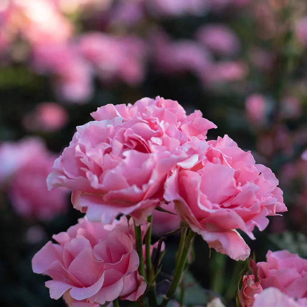 Pink Hybrid Tea Rose Plant Z566