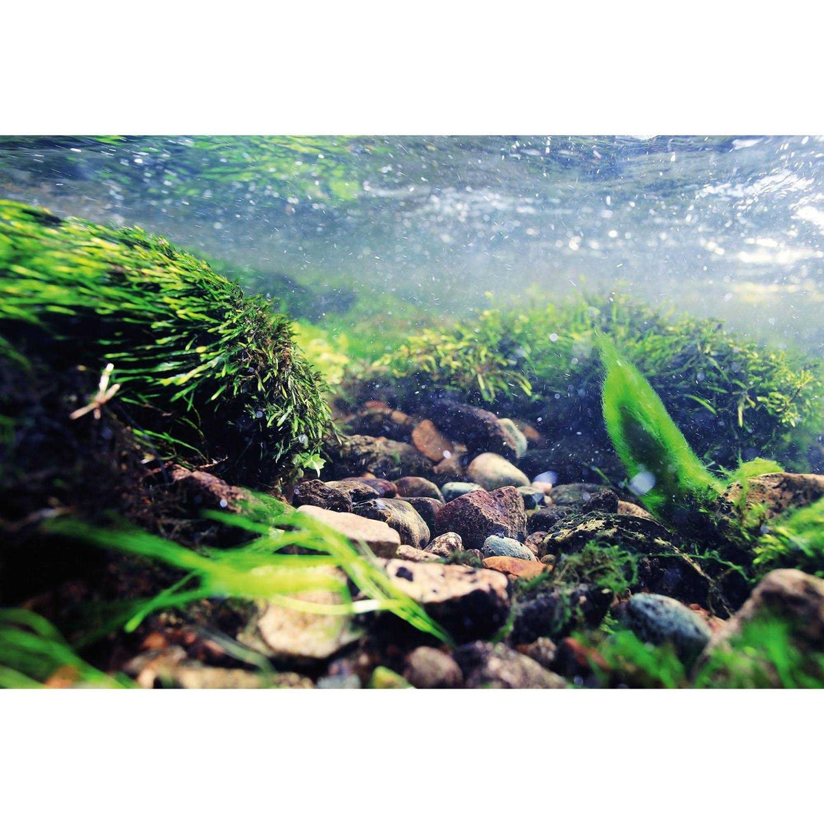Reversible Aquarium Background N77417