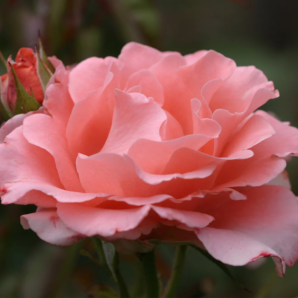Pink Hybrid Tea Rose Plant Z566